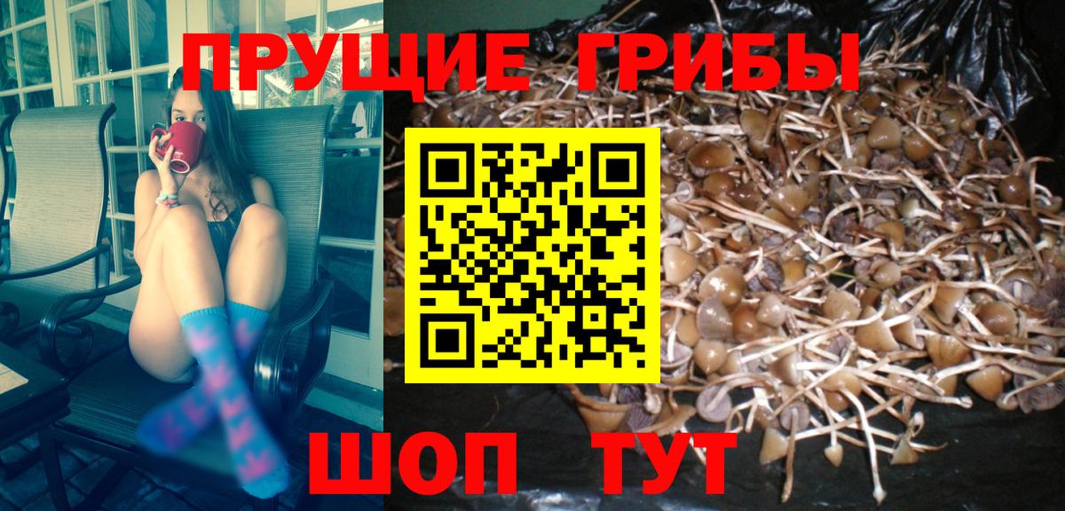 Галлюциногенные грибы GOLDEN TEACHER  Вход с VPN  как найти   Славянск-на-Кубани  Галлюциногенные грибы GOLDEN TEACHER 